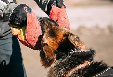 Dog Handler training